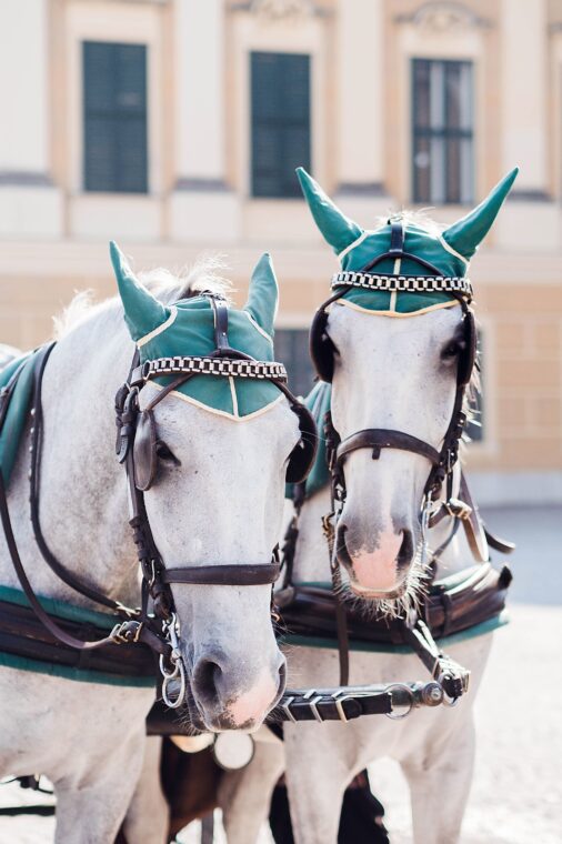 Vienna Vacation photographer Vienna