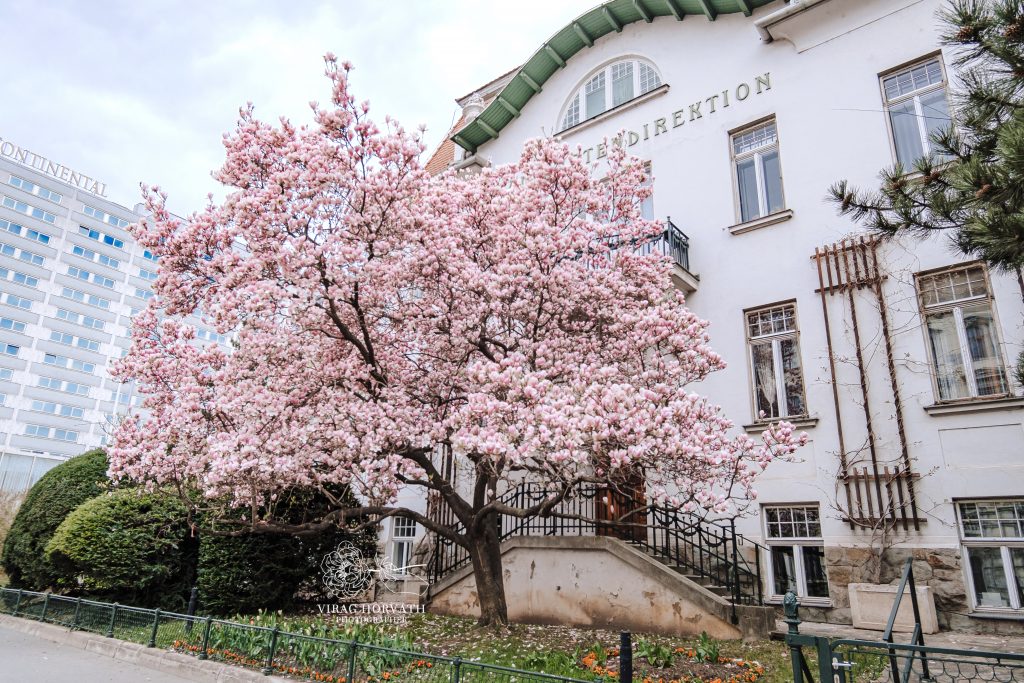 Magnolia-tree-Stadtpark-exp
